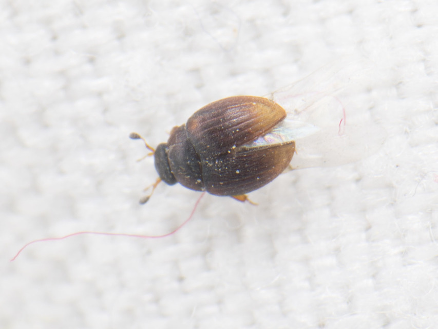 Cercyon Cercyon