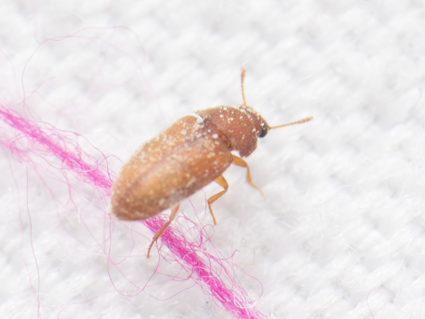 Cryptophagidae - penészbogárfélék