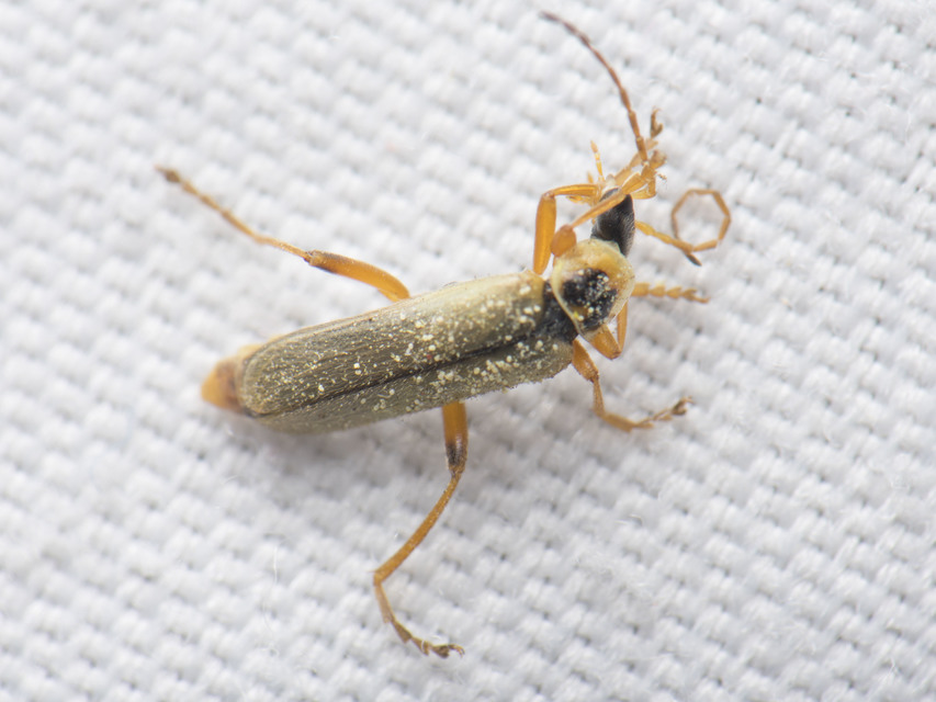 Metacantharis clypeata - tavaszi lágybogár