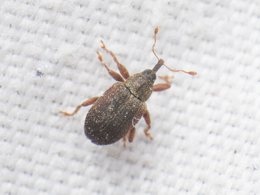 Lignyodes suturatus - barázdás kőrismagormányos