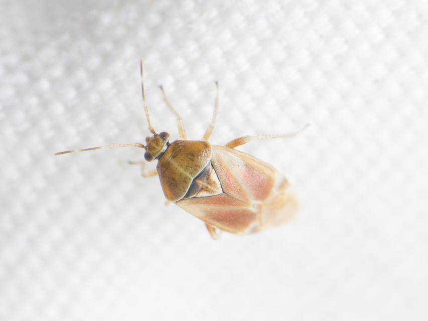 Harpocera