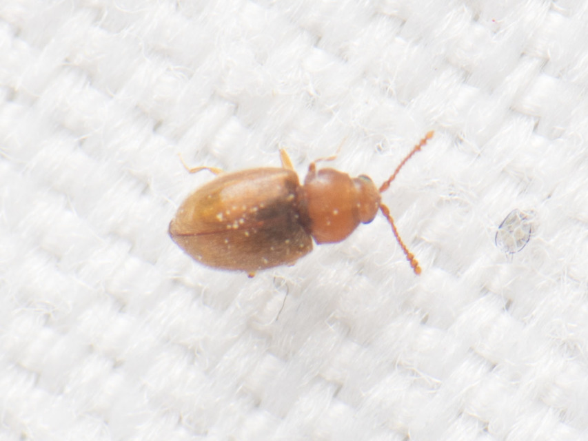 Cryptophagidae - penészbogárfélék