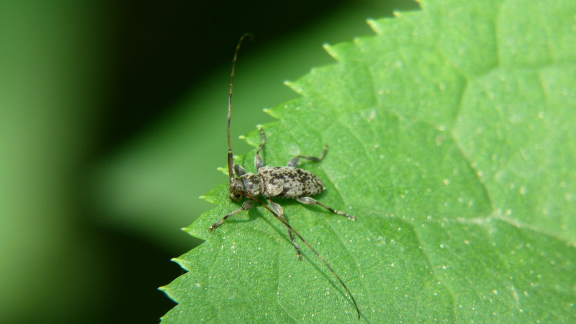 Leiopus nebulosus - öves gesztcincér