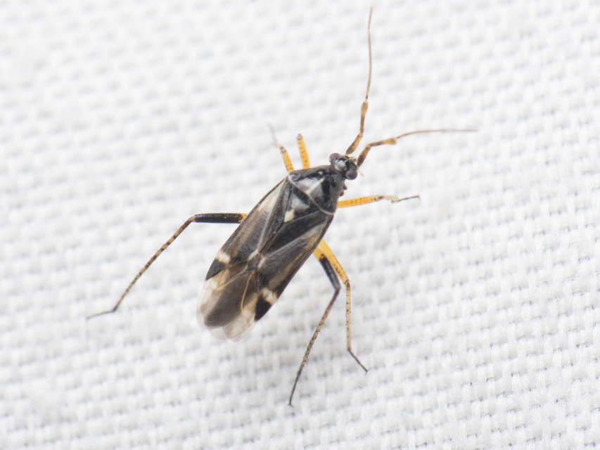 Harpocera thoracica - sarlóscsápú mezeipoloska