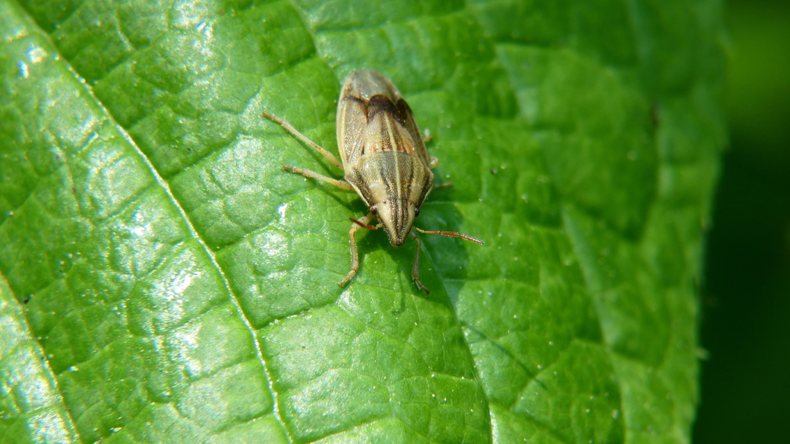 Aelia acuminata - közönséges szipolypoloska Aelia acuminata - közönséges szipolypoloska