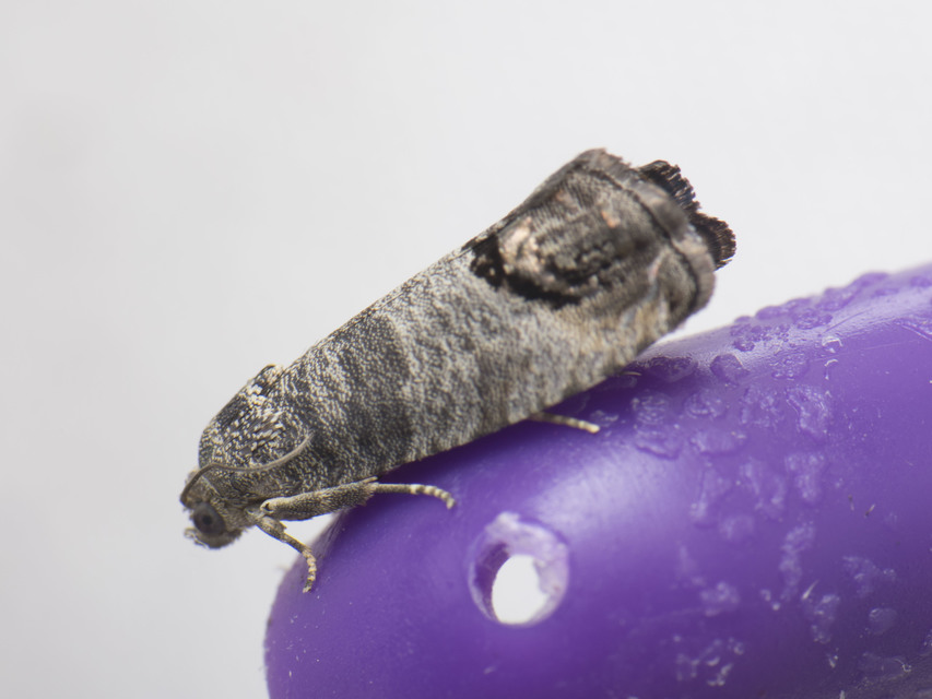 Cydia pomonella - almamoly
