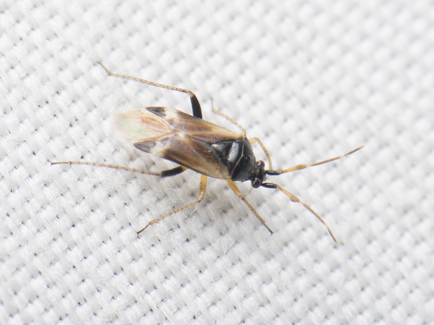 Harpocera thoracica - sarlóscsápú mezeipoloska