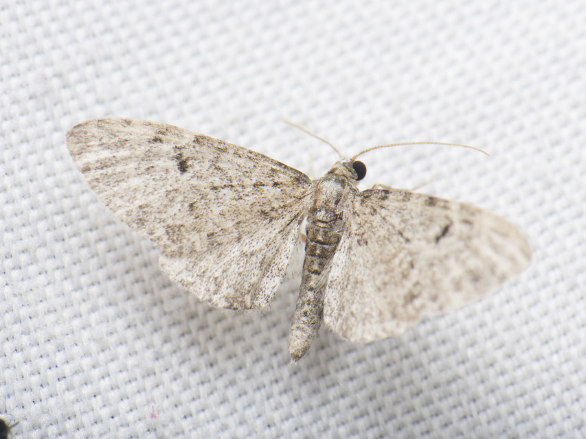 Eupithecia virgaureata - aranyvessző-törpearaszoló
