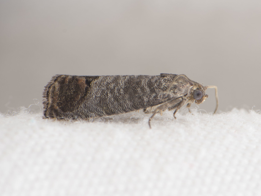 Cydia pomonella - almamoly