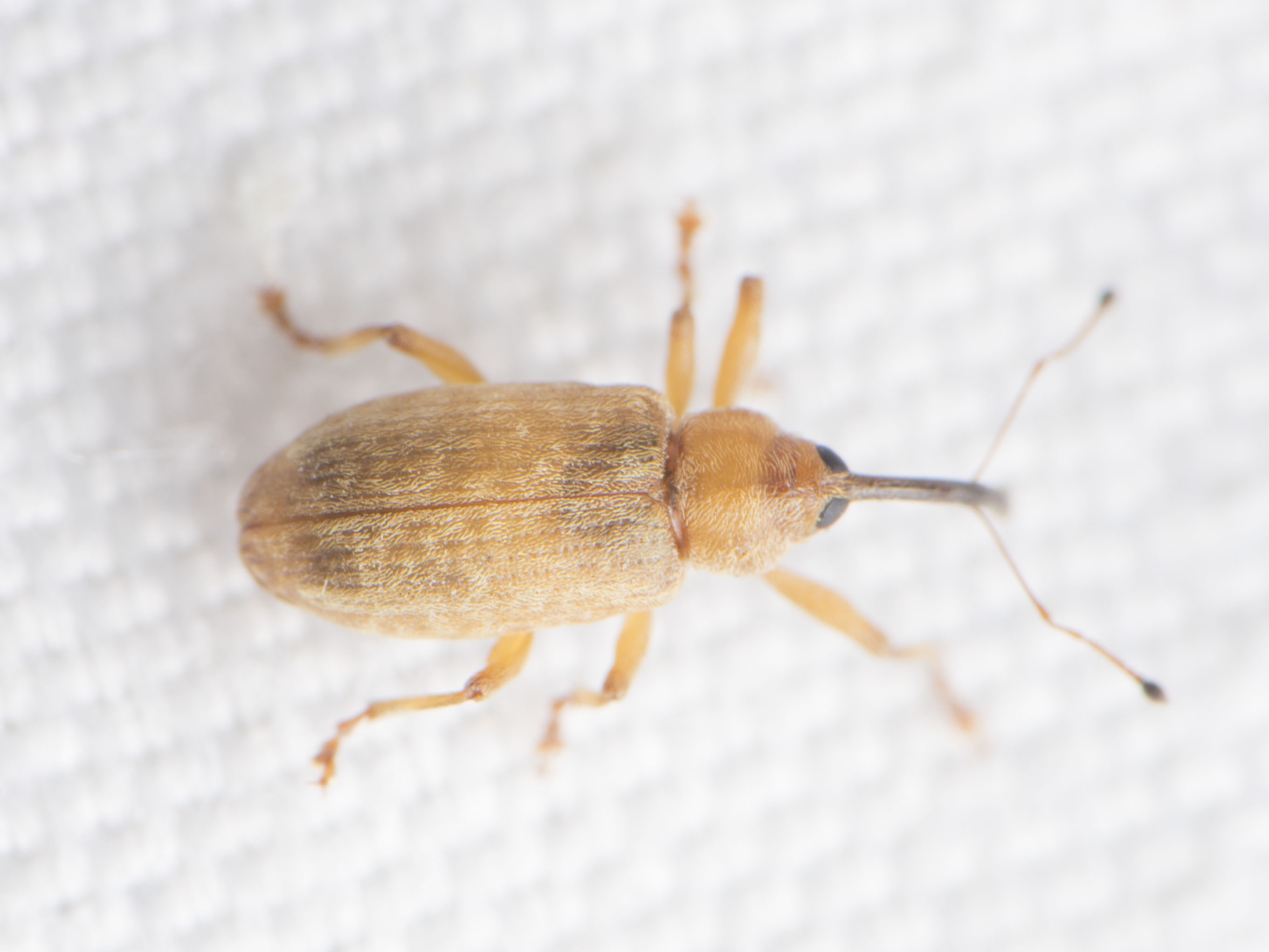 Dorytomus hirtipennis - szőrös hangormányos