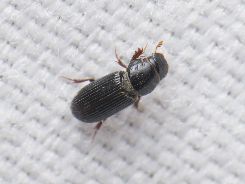 Pleurophorus caesus - hengeres trágyabogár