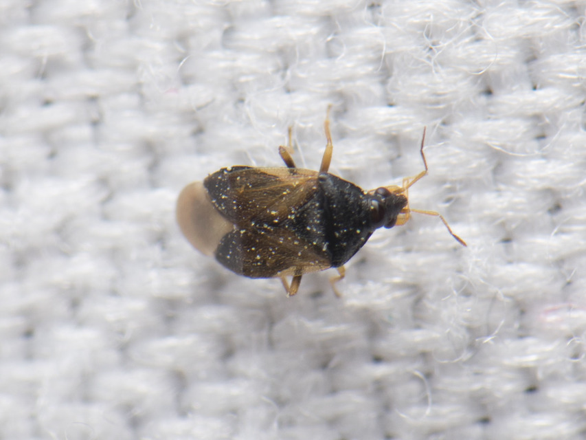 Anthocoridae - virágpoloskák Anthocoridae - virágpoloskák