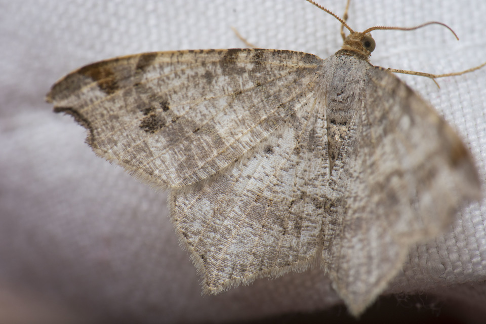 Macaria alternata - közönséges szürkearaszoló
