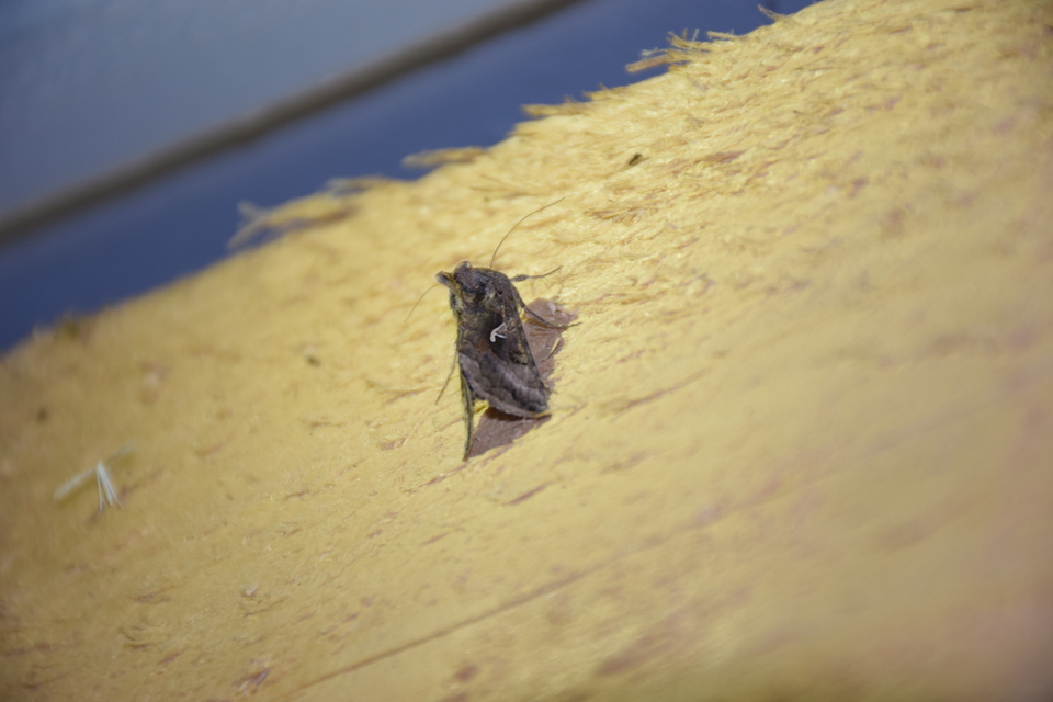 Autographa gamma - gammalepke
