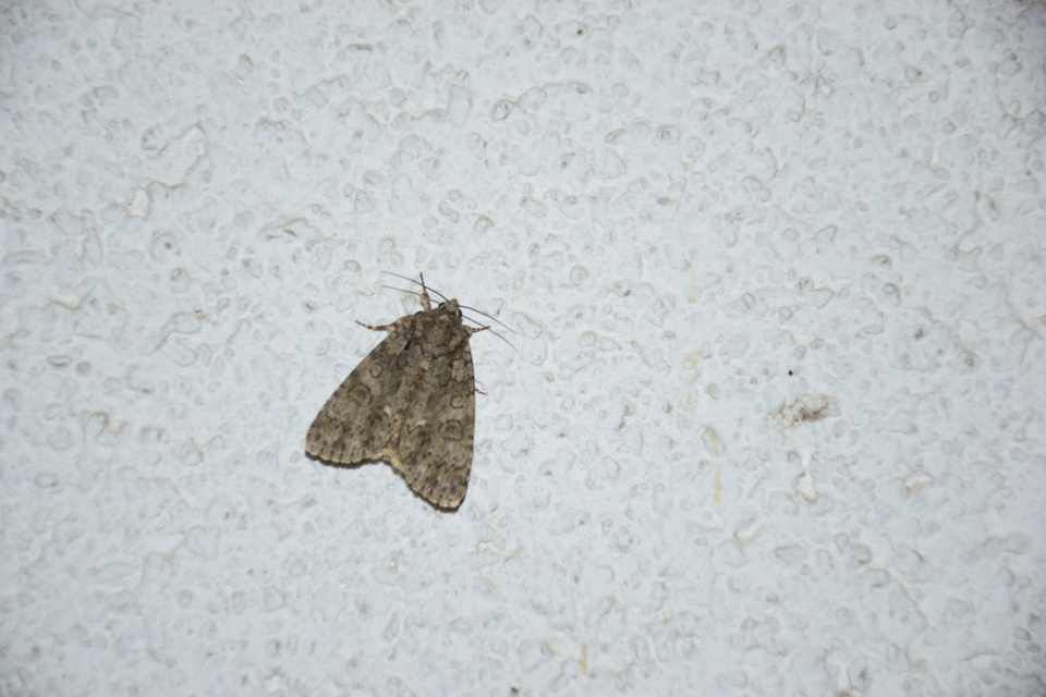 Acronicta rumicis - sóska-szigonyosbagoly Acronicta rumicis - sóska-szigonyosbagoly