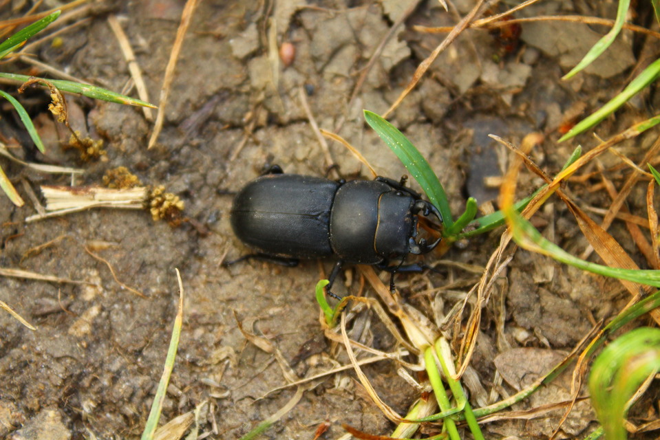 Dorcus parallelipipedus - kis szarvasbogár