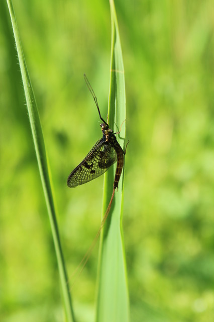 Ephemera vulgata - közönséges tarkakérész
