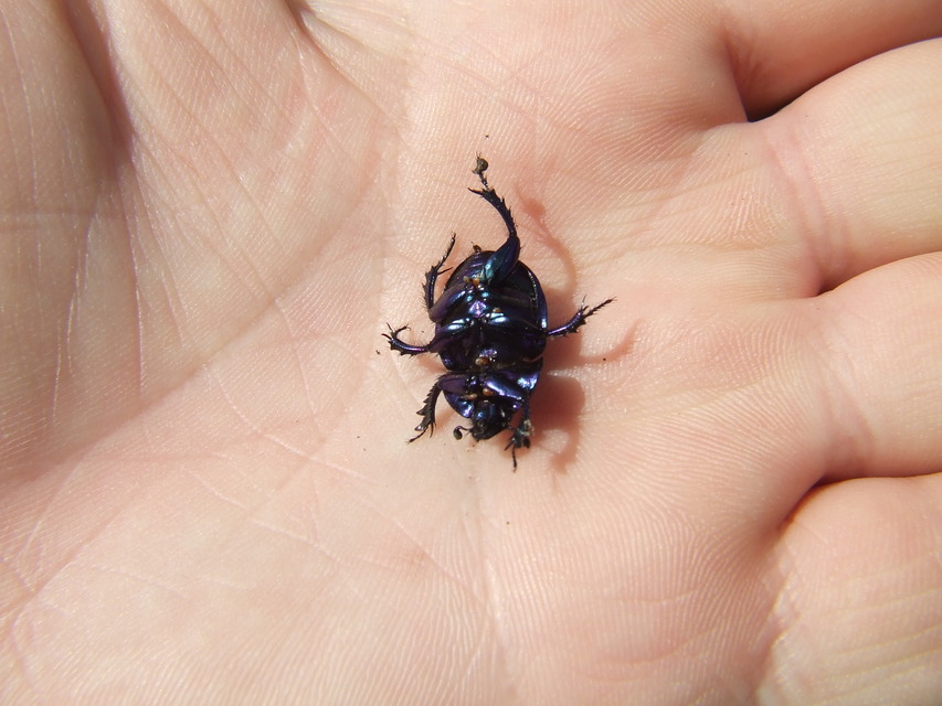 Trypocopris vernalis - tavaszi álganéjtúró