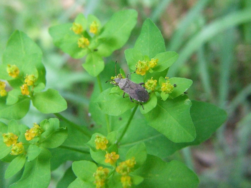 Ceraleptus gracilicornis - tüskéslábú karimáspoloska