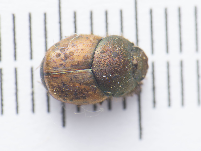 Onthophagus coenobita - rezes trágyatúró