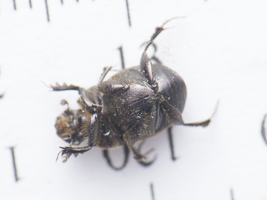 Onthophagus fracticornis - bronzos trágyatúró