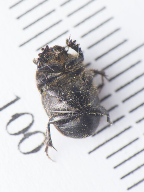 Onthophagus fracticornis - bronzos trágyatúró