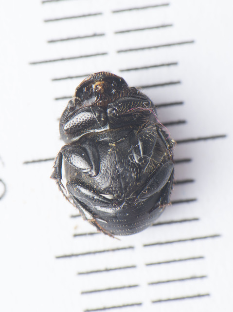 Onthophagus verticicornis - fekete trágyatúró