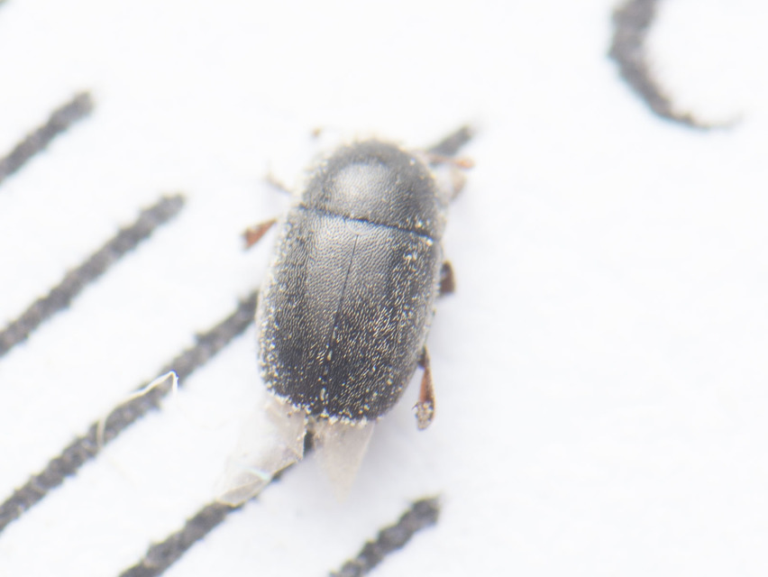 Nitidulidae - fénybogárfélék Nitidulidae - fénybogárfélék