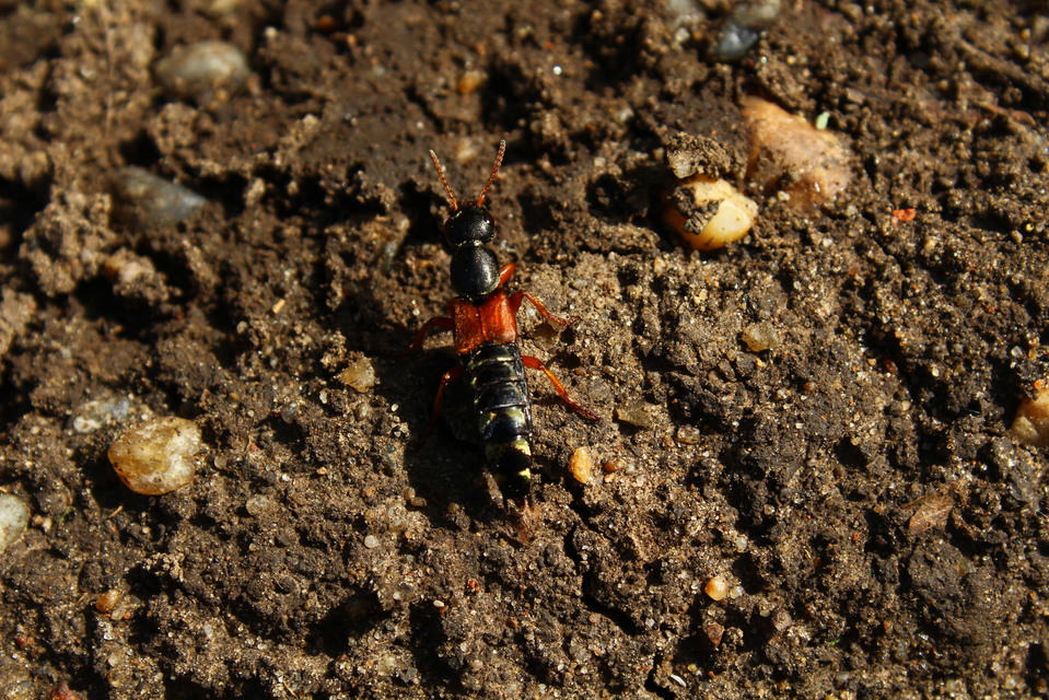 Staphylinus caesareus - aranysujtásos holyva