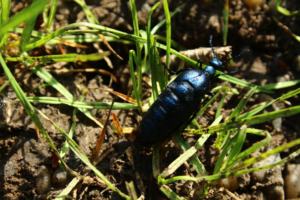 Meloe violaceus - kék nünüke
