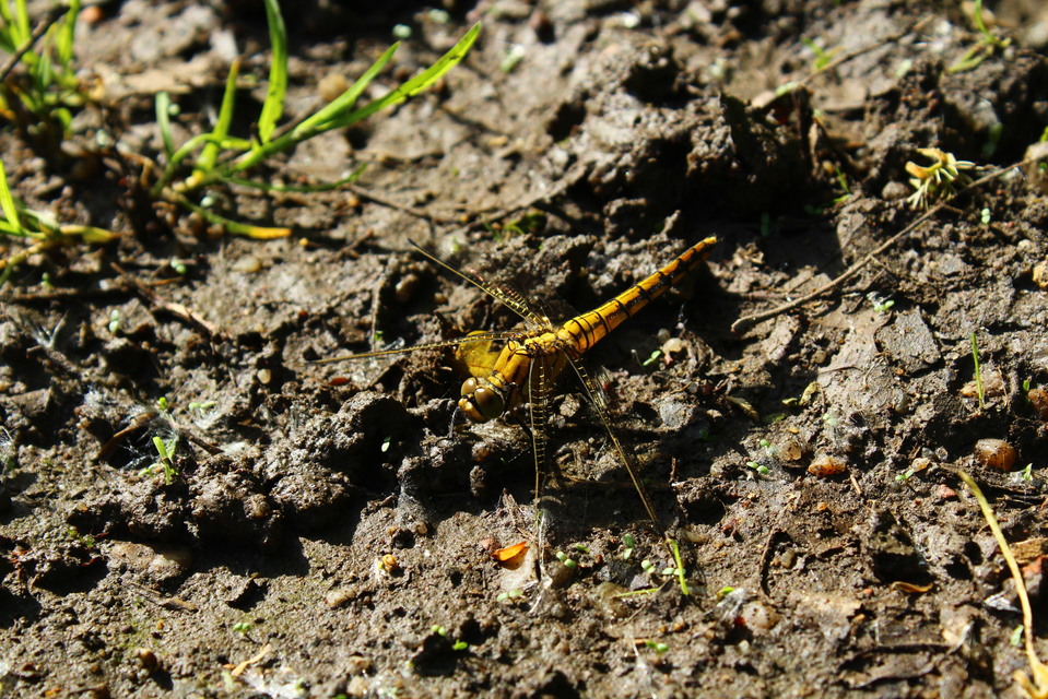 Orthetrum cancellatum - feketefarkú pásztorszitakötő