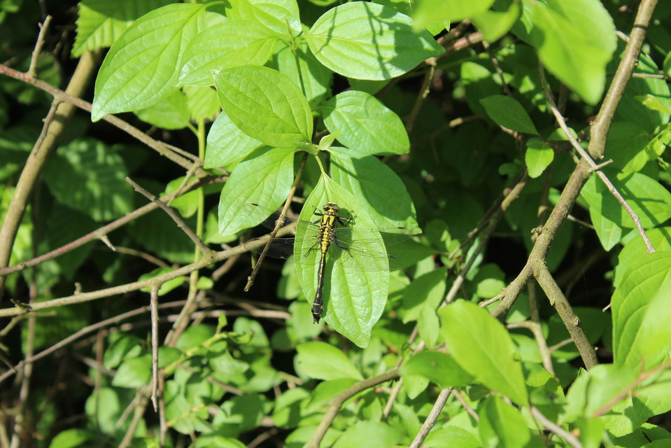 Gomphus vulgatissimus - feketelábú folyami-szitakötő