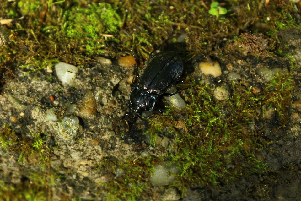 Carabus nemoralis - ligeti futrinka Carabus nemoralis - ligeti futrinka