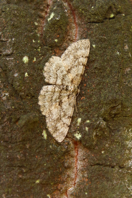 Hypomecis punctinalis - pettyes faaraszoló