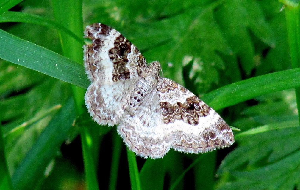 Epirrhoe alternata - galaj-tarkaaraszoló
