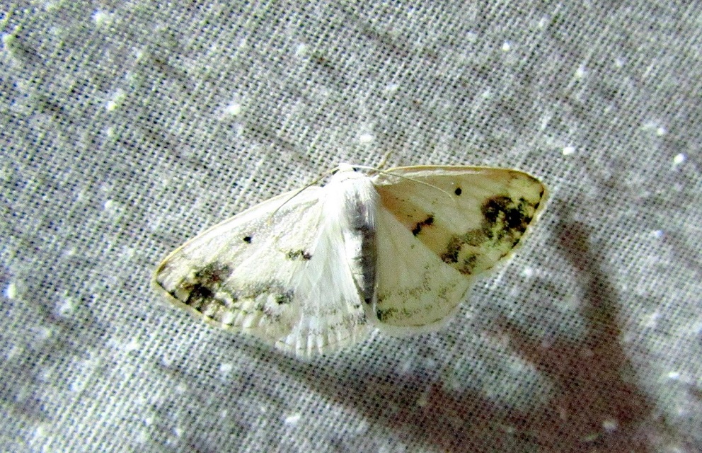 Lomographa temerata - foltos fehéraraszoló