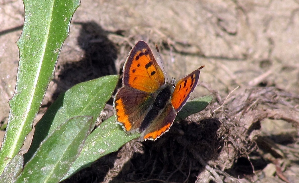 Lycaena phlaeas - közönséges tűzlepke