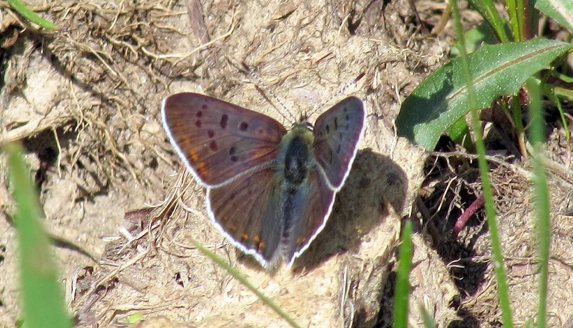 Lycaena tityrus - barna tűzlepke