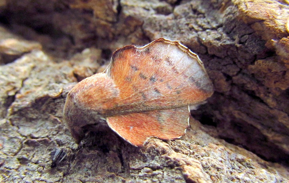Phyllodesma tremulifolia - nyárlevélpohók