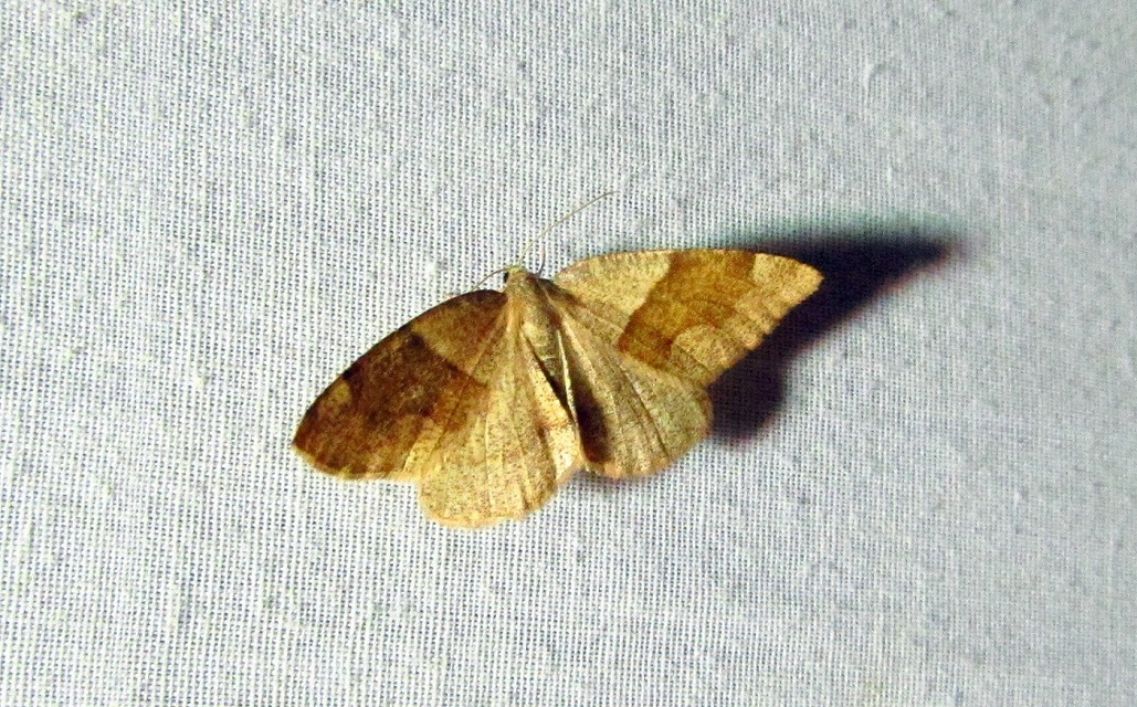Plagodis pulveraria - szemcsés araszoló