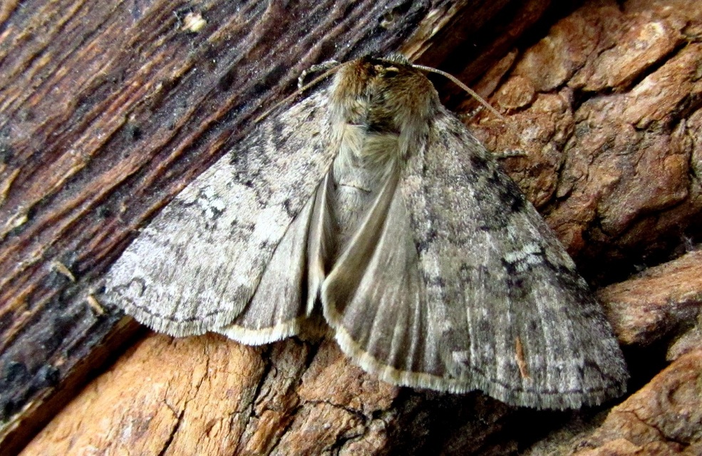 Tethea or - bélyeges pihésszövő