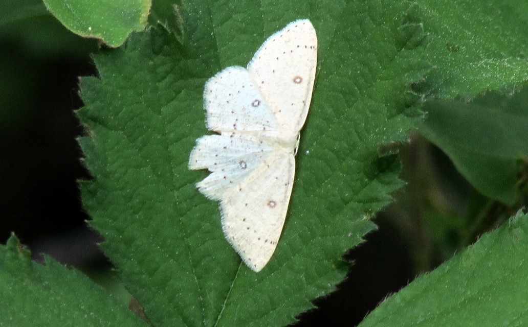 Cyclophora albipunctata - hegyi pettyesaraszoló