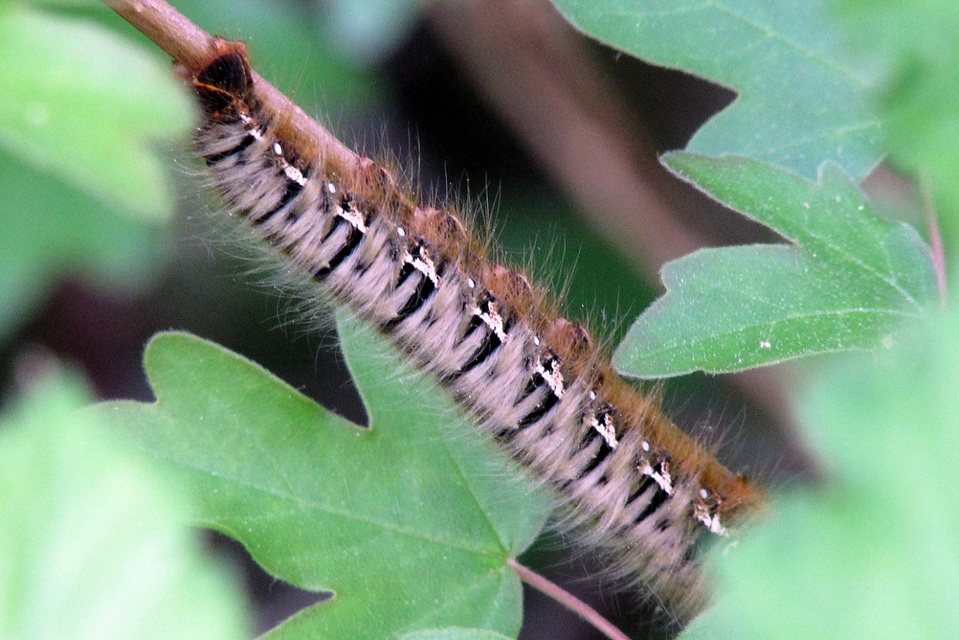 Lasiocampa quercus - tölgyfaszövő