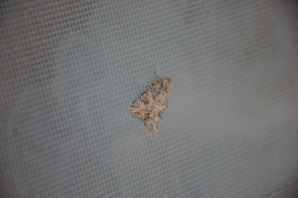 Hadula trifolii - lóherebagoly