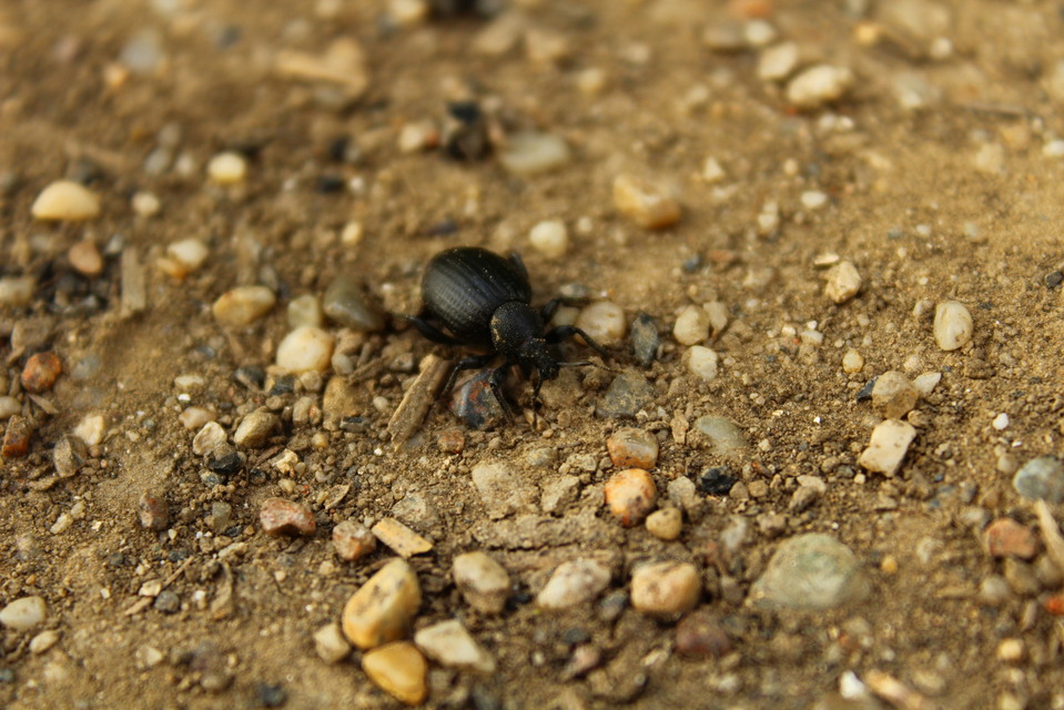 Otiorhynchus catenulatus - gyászos gyalogormányos