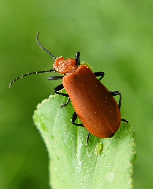 Pyrochroa serraticornis - közép-bíborbogár