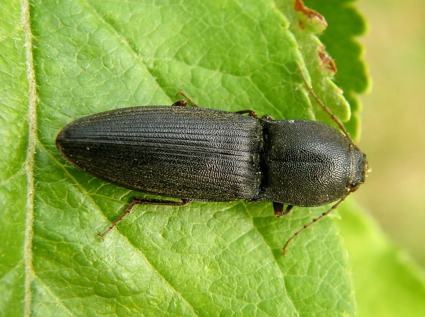Neopristilophus insitivus - lapos pattanó