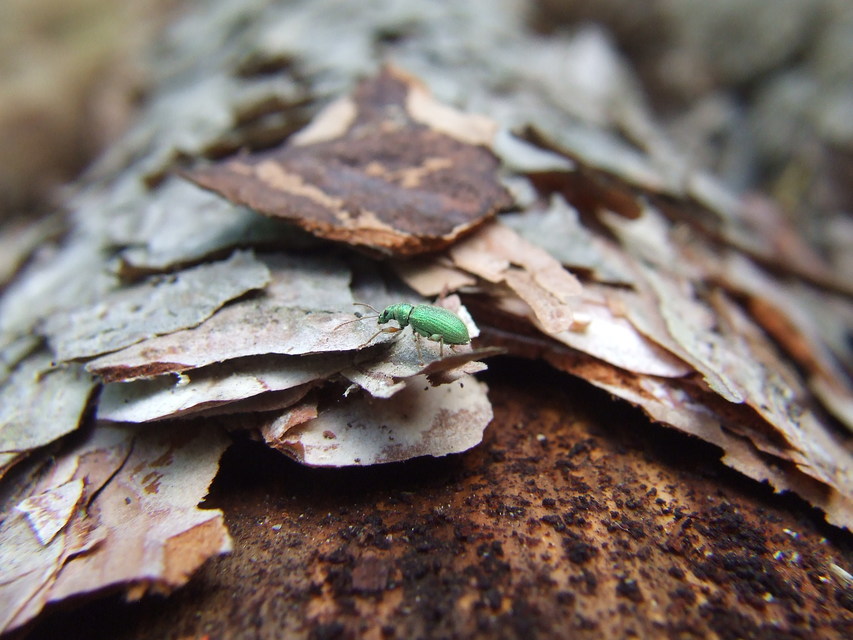 Phyllobius argentatus - ezüstös levélormányos