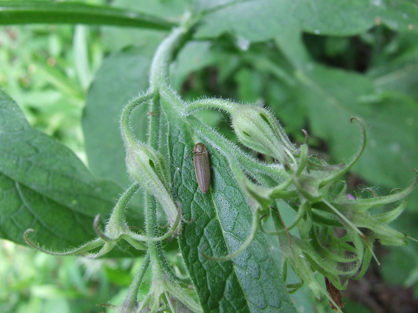 Synaptus filiformis - talpas pattanó