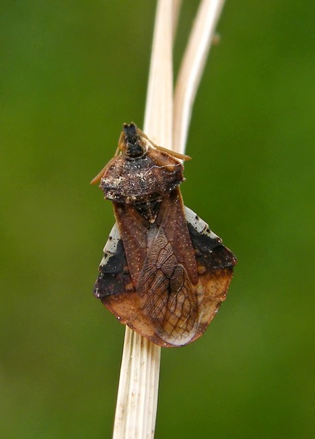 Phymata crassipes - fogólábú poloska